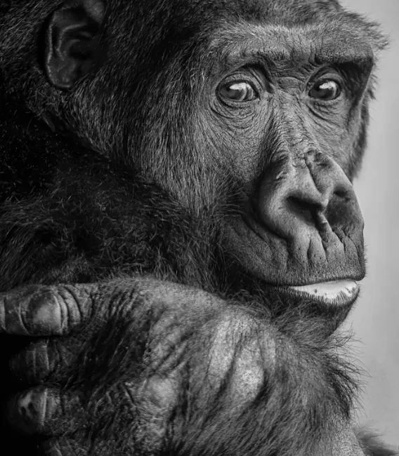 PIGINDE 3 gorilla-568-650