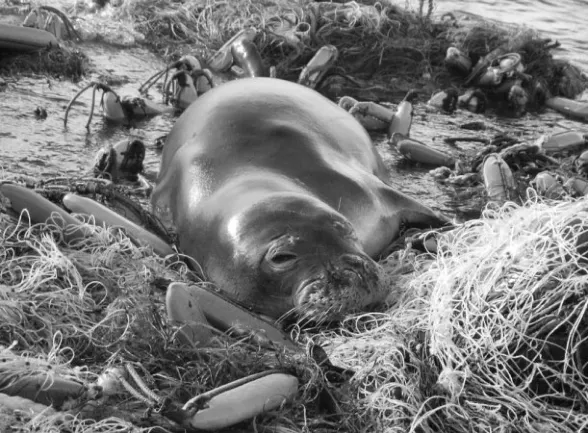 PIGINDE 4 monk-seal-588-433